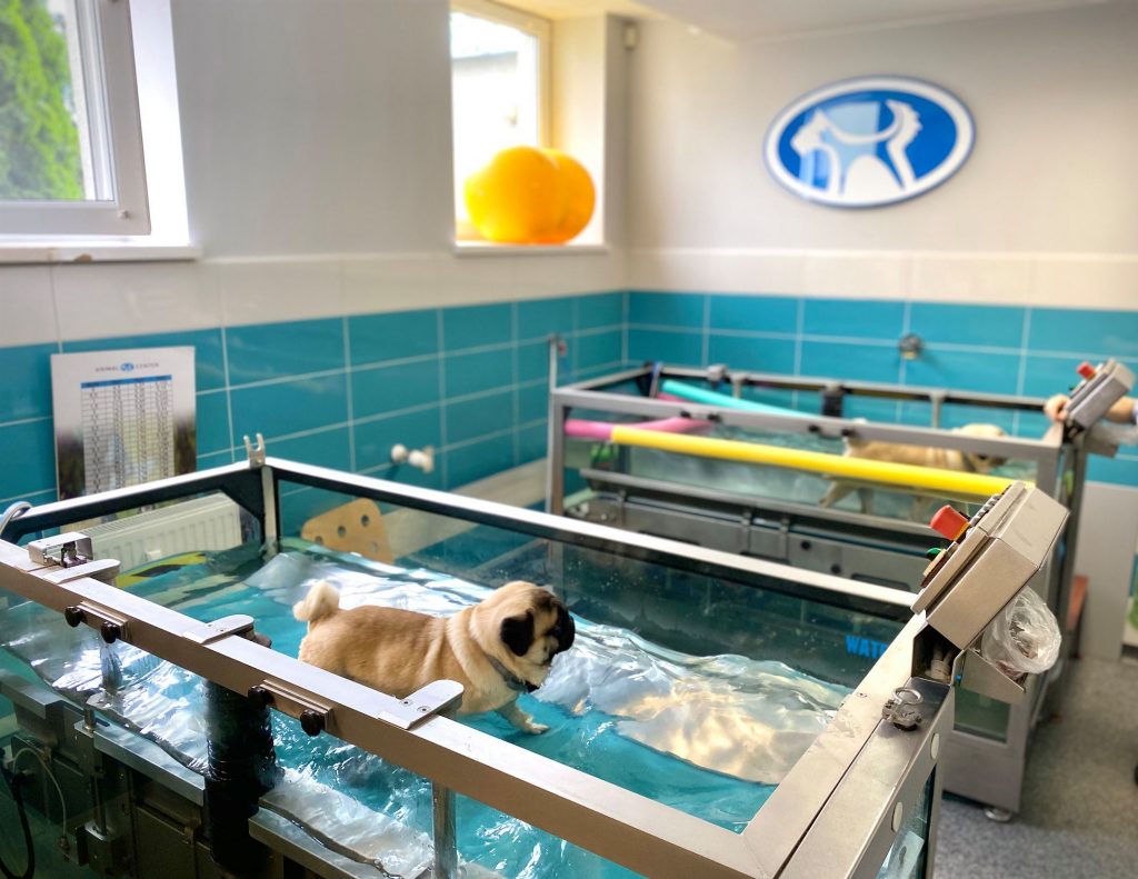 Korea Actuator Mindful Bieżnia wodna – Hydroterapia dla psów i kotów w Animal Center - Animal  Center