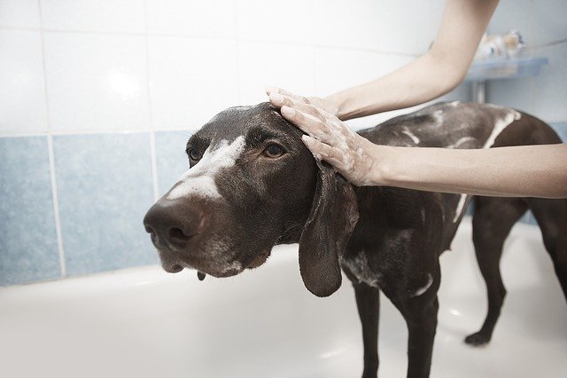 Jak wykąpać psa